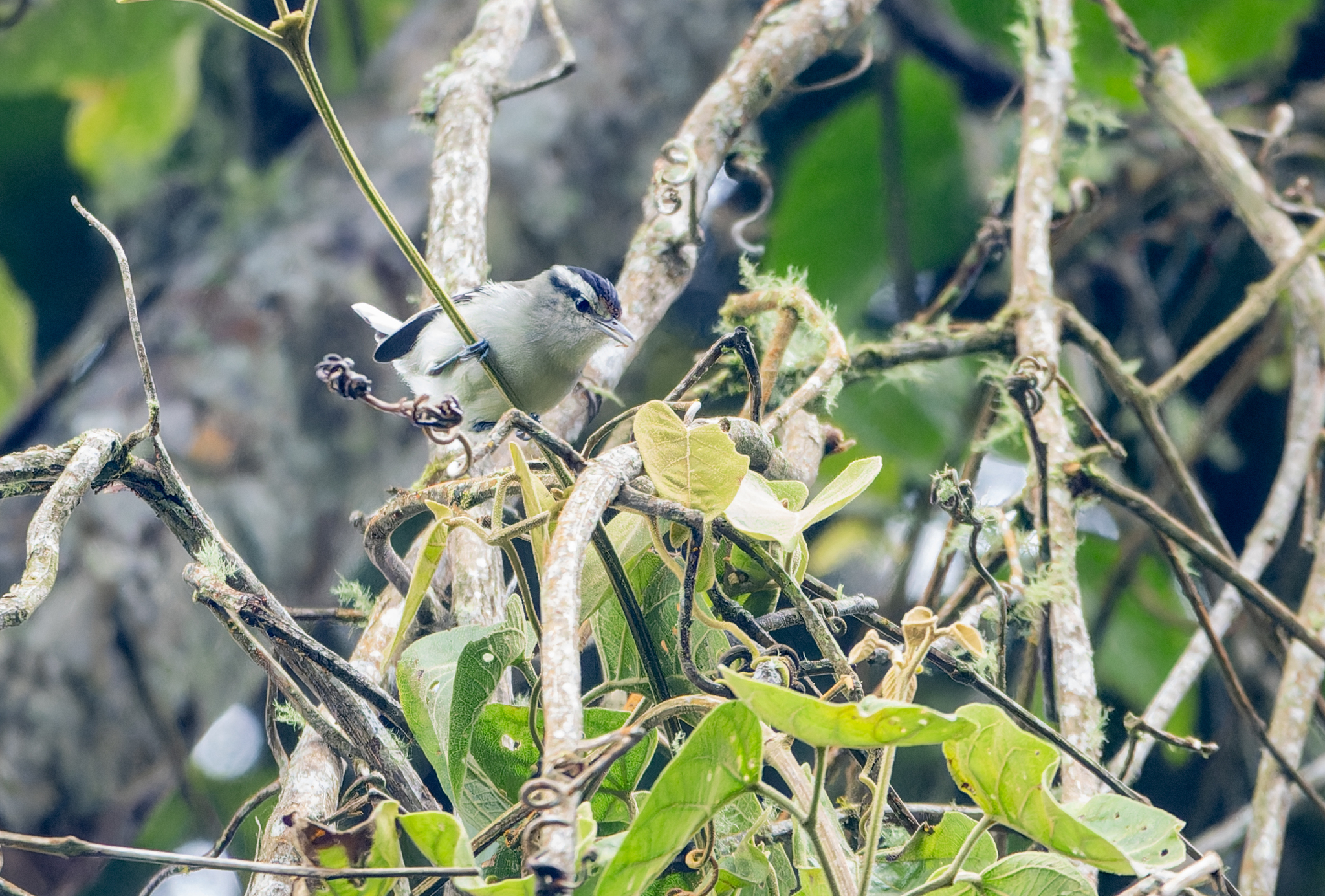 Creamy-bellied Antwren (Herpsilochmus motacilloides), photo 1