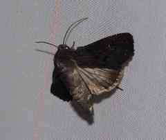 Apamea impulsa