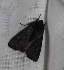 Apamea impulsa