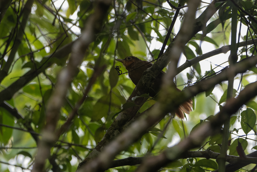 Ochre-throated Foliage-gleaner