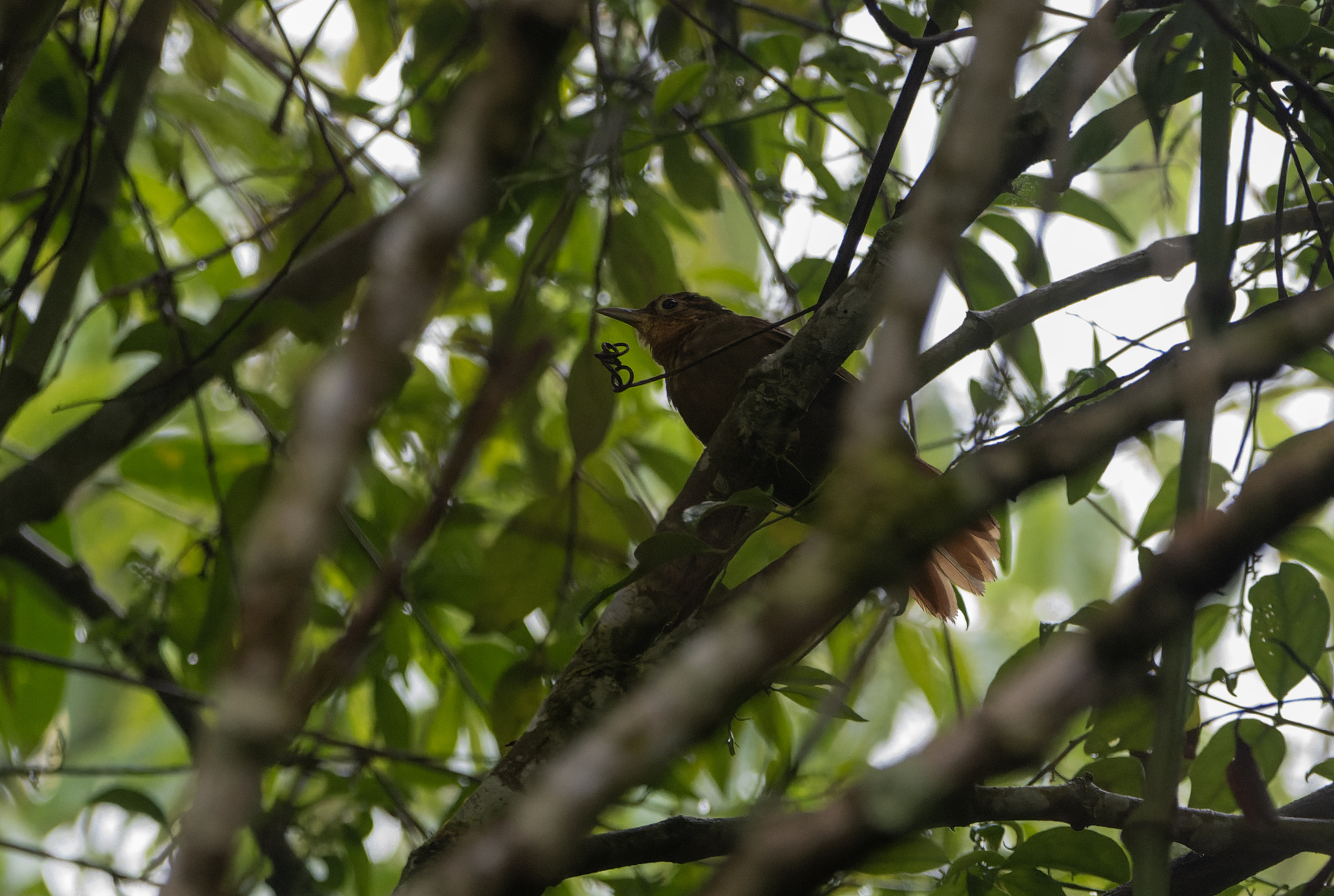 Ochre-throated Foliage-gleaner illustration