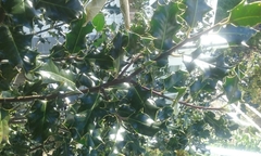 Ilex aquifolium
