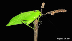 Stilpnochlora incisa