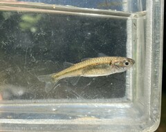 Marjorie's Freshwater Hardyhead photo 2