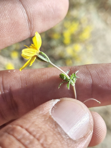 Image of Pectis multiseta by (c) Abraham Sánchez Romero, some rights reserved (CC BY)