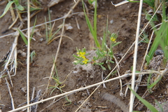 Cleomella parviflora