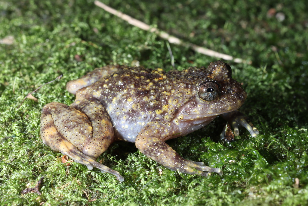 Cedros Button Frog