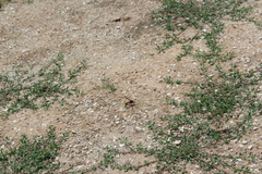 Delta unguiculatum