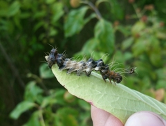 Harrisimemna trisignata