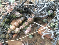 Baculellum articulatum