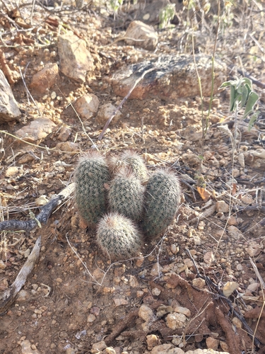 Echinocereus sciurus
