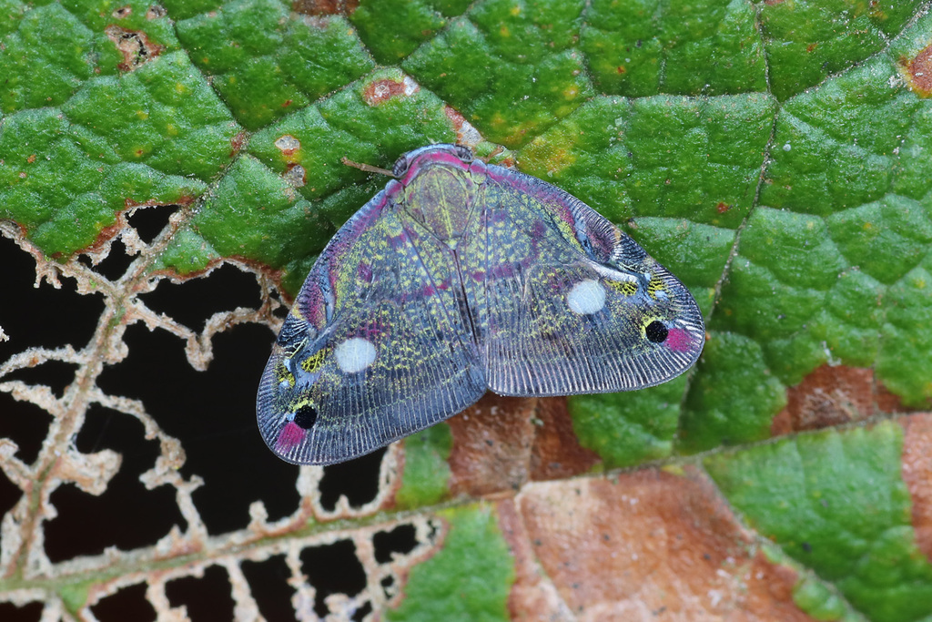 Ricania venustula