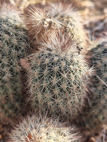 Echinocereus sciurus