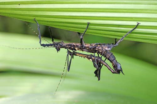 Parectatosoma echinus