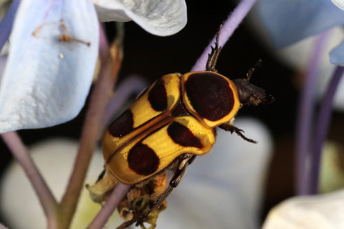 Pseudepixanthis