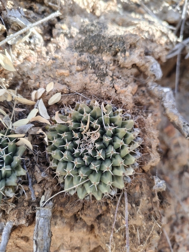 Mammillaria peninsularis