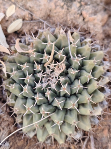 Mammillaria peninsularis