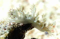 Marionia viridescens