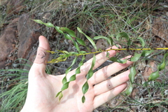 Spiral Wattle (Acacia helicophylla)