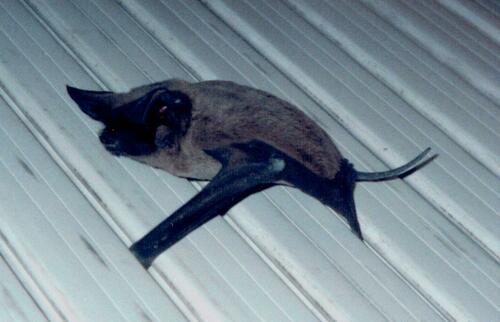 European Free-tailed Bat (Tadarida teniotis)