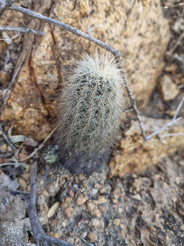 Echinocereus sciurus