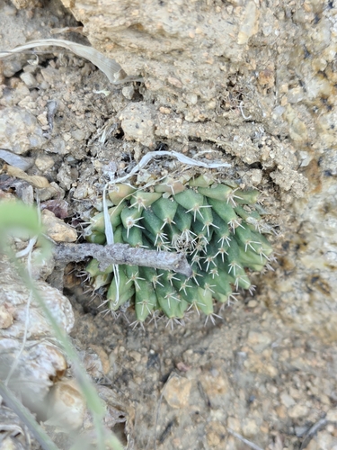 Mammillaria peninsularis