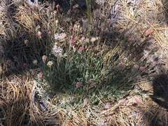 Chaenactis santolinoides