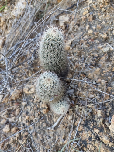 Echinocereus sciurus