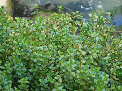 Image of Rotala rotundifolia by no rights reserved