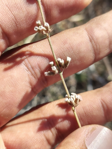 Image of Hyptis collina by (c) Abraham Sánchez Romero, some rights reserved (CC BY)