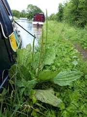 Plantago major