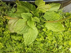Plantago major