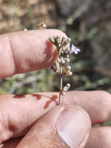 Image of Hyptis collina by (c) Abraham Sánchez Romero, some rights reserved (CC BY)