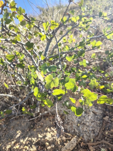 Image of Jatropha moranii by (c) Abraham Sánchez Romero, some rights reserved (CC BY)