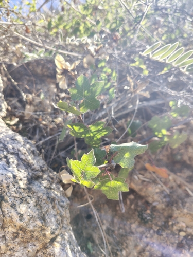 Image of Jatropha moranii by (c) Abraham Sánchez Romero, some rights reserved (CC BY)