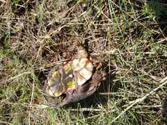 Kinosternon hirtipes murrayi