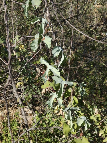 Ibervillea sonorae