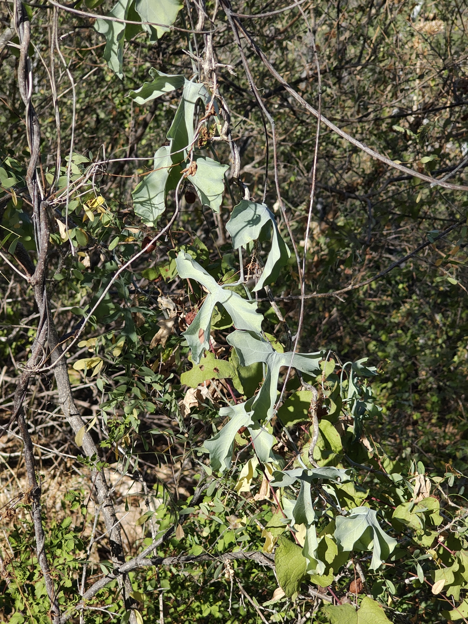 Ibervillea sonorae