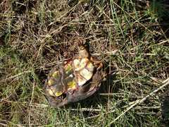 Kinosternon hirtipes murrayi