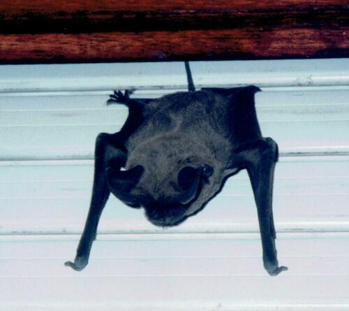European Free-tailed Bat (Tadarida teniotis)