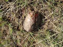 Kinosternon hirtipes murrayi