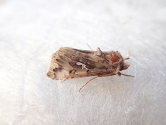 Autographa corusca