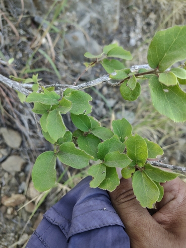 Image of Malpighia diversifolia by (c) Abraham Sánchez Romero, some rights reserved (CC BY)