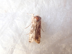 Autographa corusca