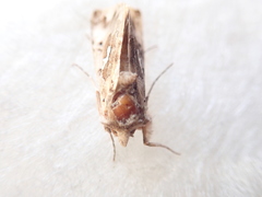 Autographa corusca