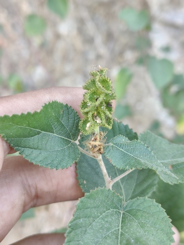 Image of Acalypha californica by (c) Abraham Sánchez Romero, some rights reserved (CC BY)