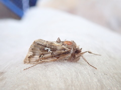 Autographa corusca
