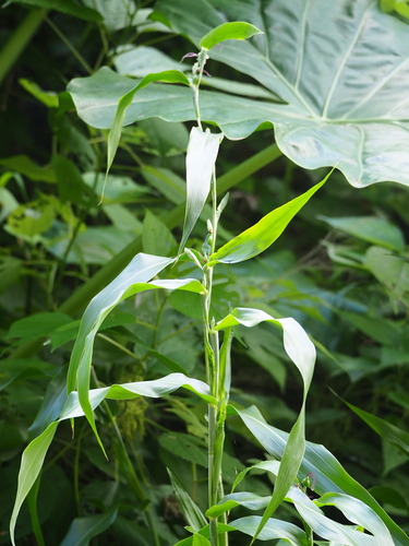 Image of Coix lacryma by no rights reserved
