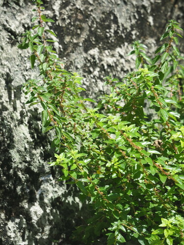 Image of Pouzolzia zeylanica by no rights reserved