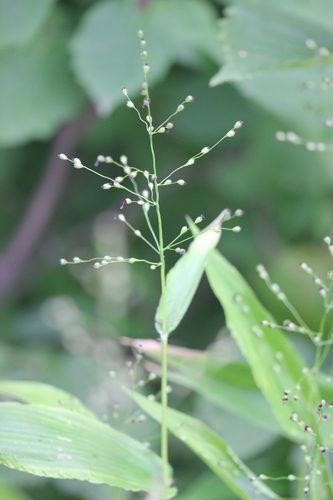 Image of Dichanthelium latifolium by (c) Quinten Wiegersma, some rights reserved (CC BY)